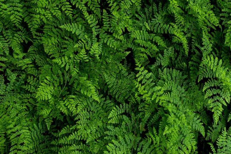 How To Overwinter Kimberly Queen Ferns