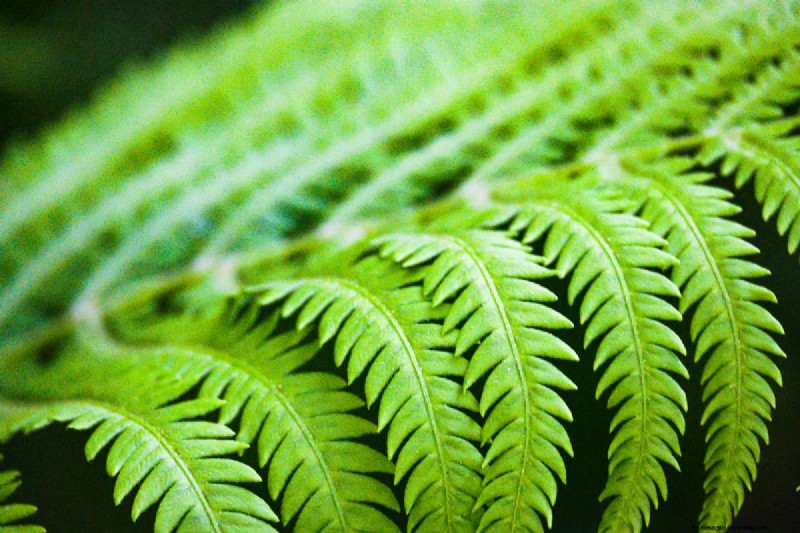 How To Overwinter Kimberly Queen Ferns
