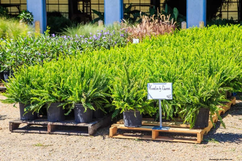 How To Overwinter Kimberly Queen Ferns