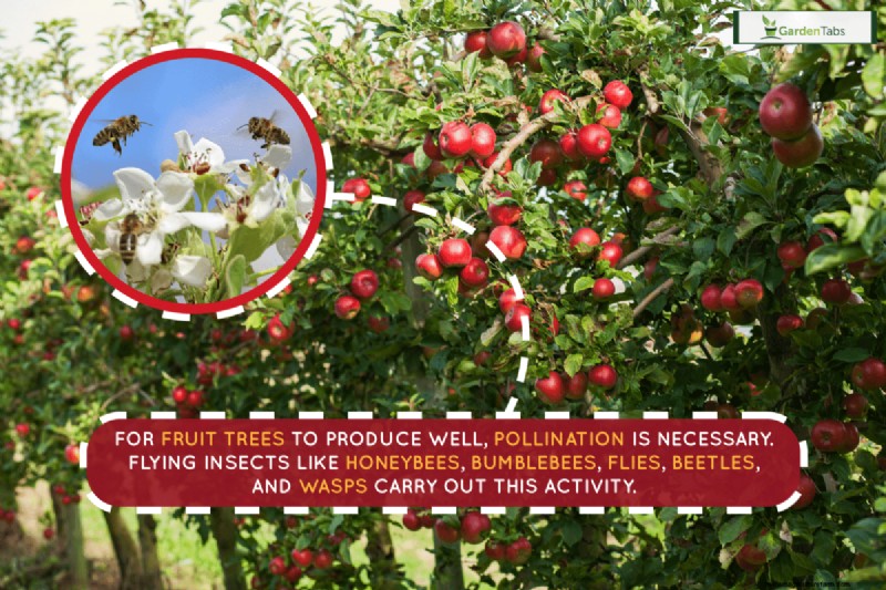What Does It Mean When A Fruit Tree Needs A Pollinator?