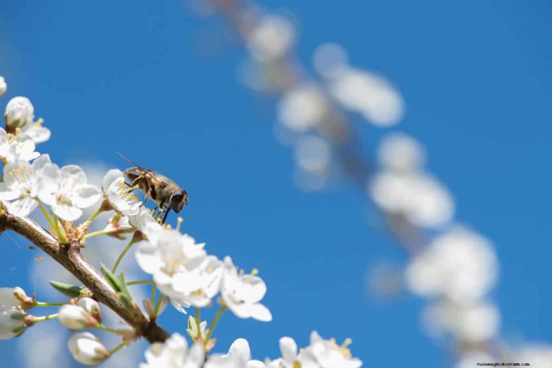What Does It Mean When A Fruit Tree Needs A Pollinator?