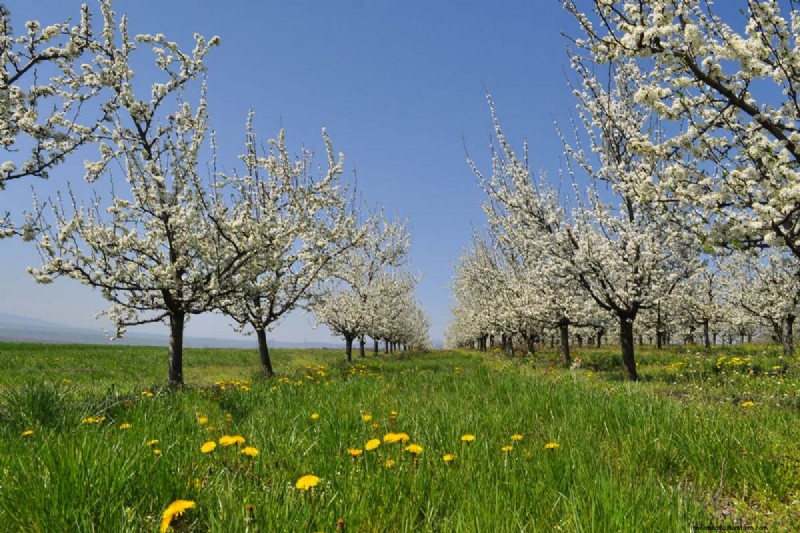 What Does It Mean When A Fruit Tree Needs A Pollinator?