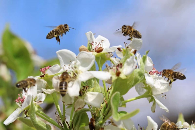 What Does It Mean When A Fruit Tree Needs A Pollinator?