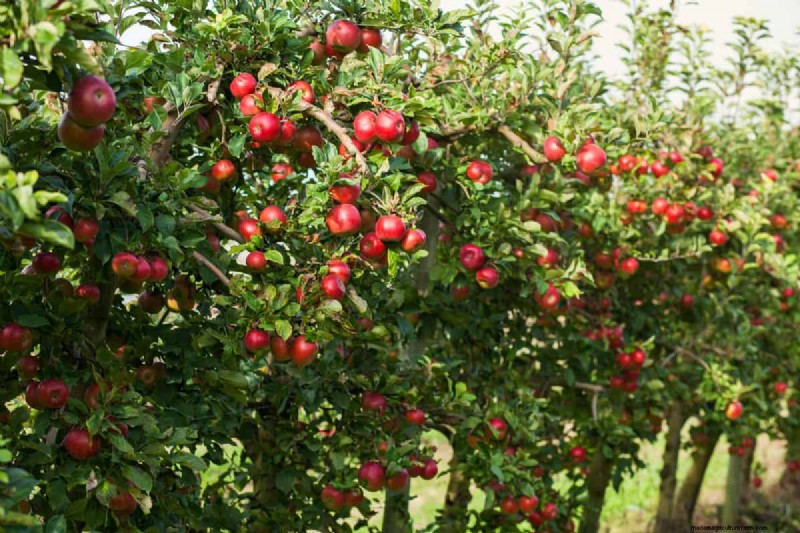 What Does It Mean When A Fruit Tree Needs A Pollinator?