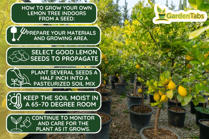 How To Grow A Lemon Tree Indoors From Seed (Quick Guide For Beginners)