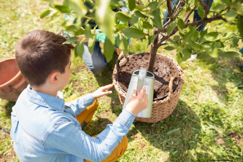 How To Grow A Lemon Tree Indoors From Seed (Quick Guide For Beginners)