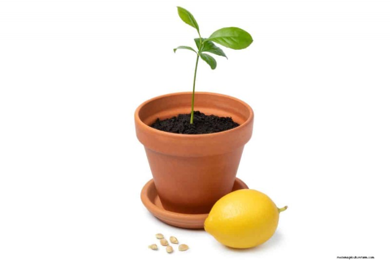 How To Grow A Lemon Tree Indoors From Seed (Quick Guide For Beginners)