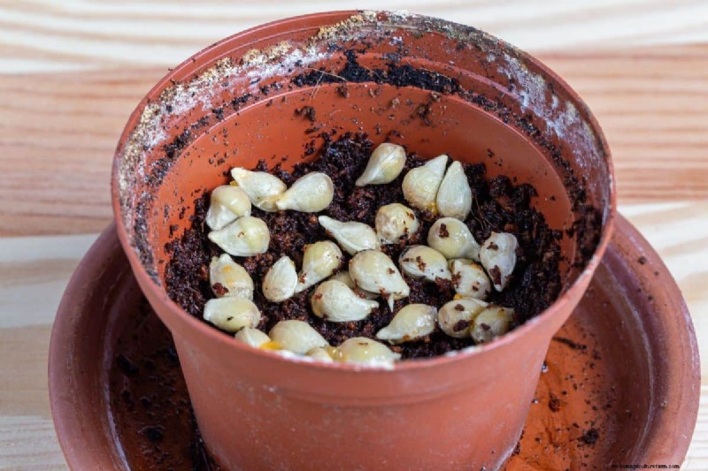 How To Grow A Lemon Tree Indoors From Seed (Quick Guide For Beginners)