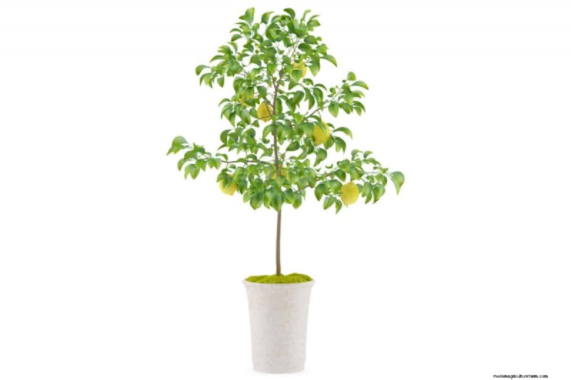 How To Grow A Lemon Tree Indoors From Seed (Quick Guide For Beginners)