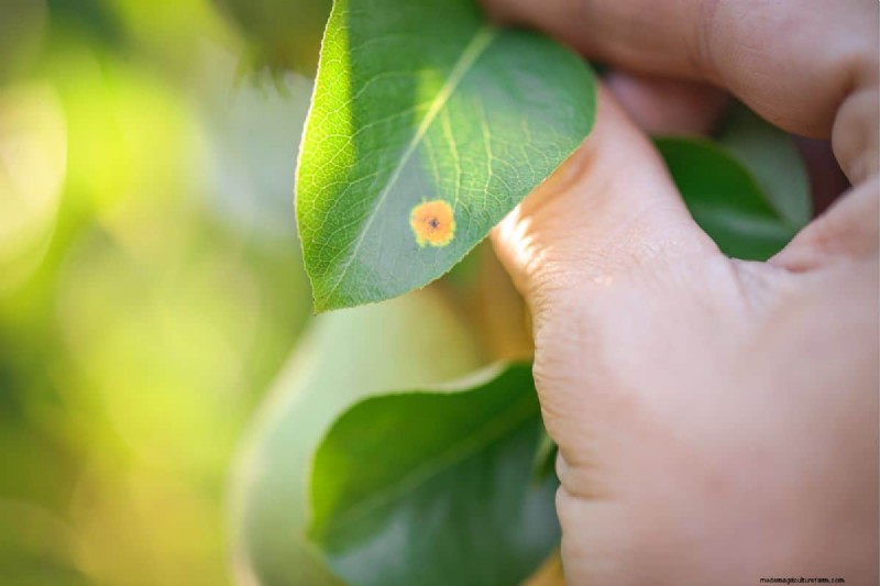 How To Grow A Lemon Tree Indoors From Seed (Quick Guide For Beginners)