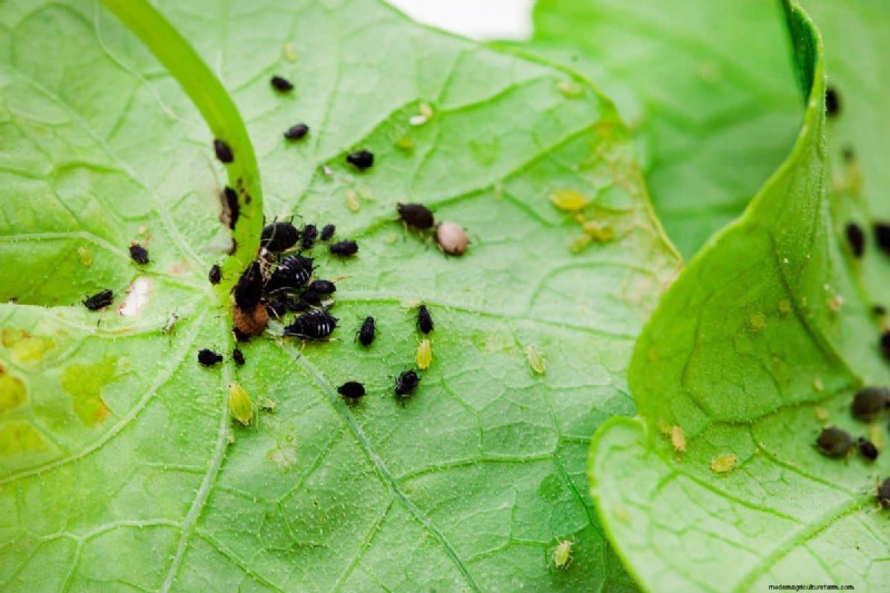 Insecticide Granules Vs. Spray – Which Is Best For Your Lawn & Garden?