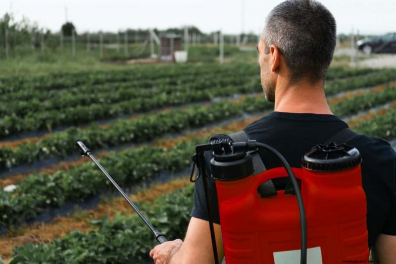 Insecticide Granules Vs. Spray – Which Is Best For Your Lawn & Garden?