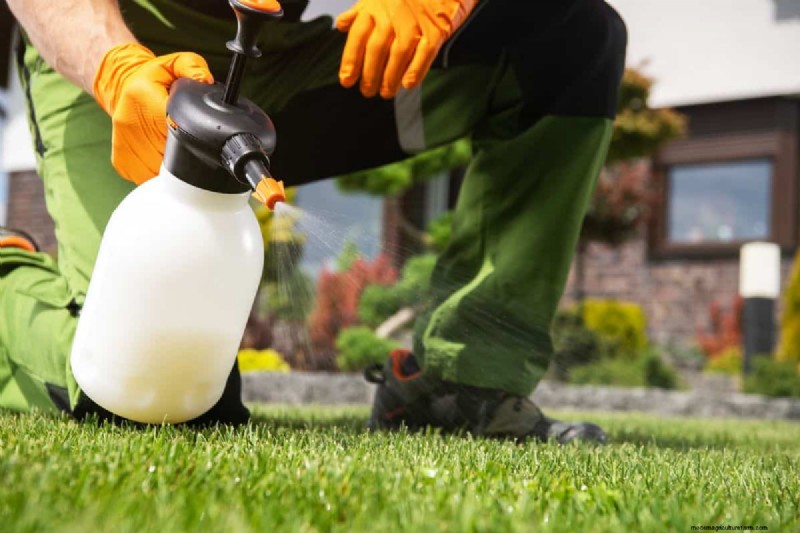 Insecticide Granules Vs. Spray – Which Is Best For Your Lawn & Garden?