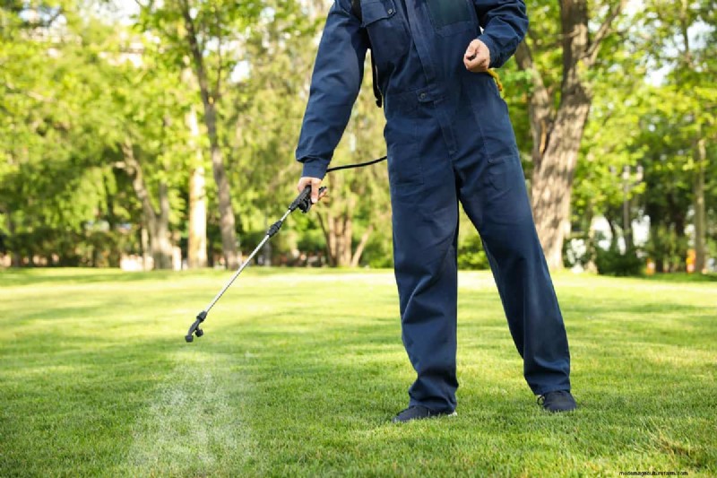 Will Insecticide Kill Grass Or Grass Seed?