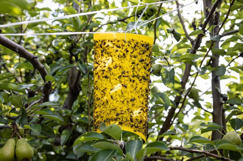 Will Insecticide Kill Grass Or Grass Seed?