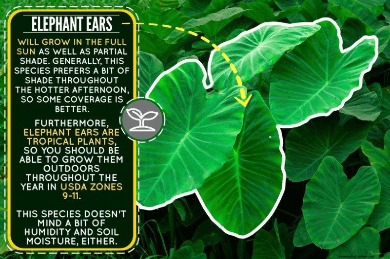 Should Elephant Ears Be Planted In Full Sun?