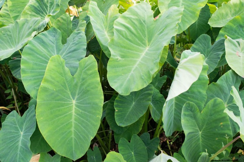 Should Elephant Ears Be Planted In Full Sun?
