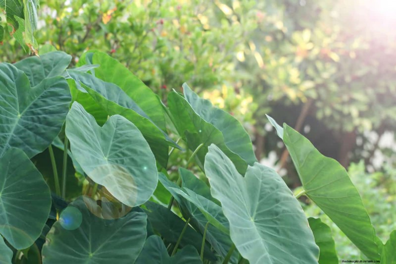 Should Elephant Ears Be Planted In Full Sun?