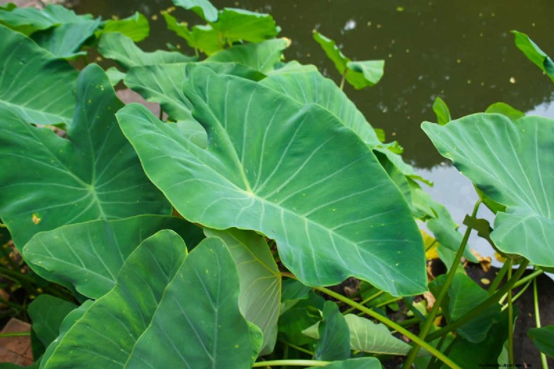 Should Elephant Ears Be Planted In Full Sun?
