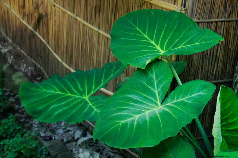 Should Elephant Ears Be Planted In Full Sun?