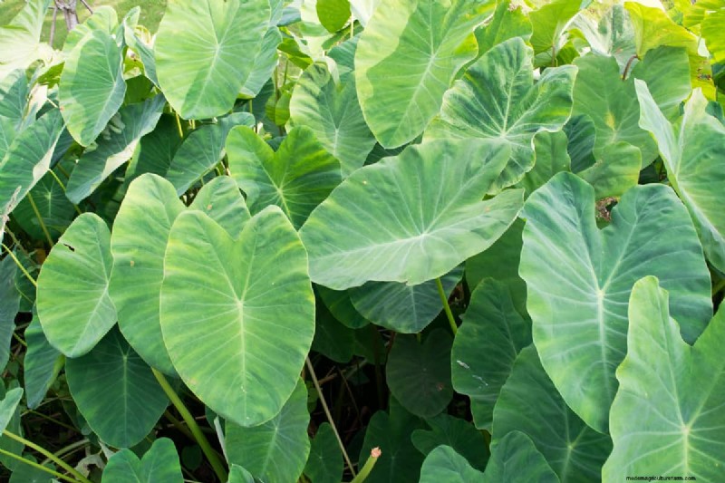 Should Elephant Ears Be Planted In Full Sun?