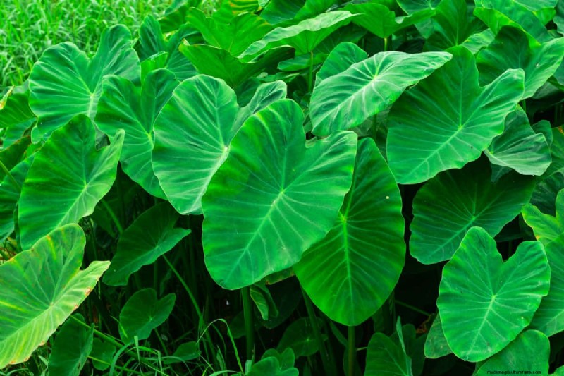 Should Elephant Ears Be Planted In Full Sun?