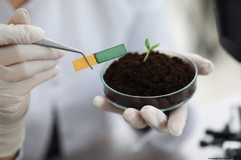 Lime Before Or After Tilling? Which Is Best?