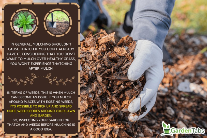 Does Mulching Cause Thatch And Spread Weeds?