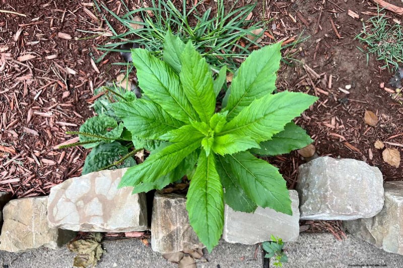 Does Mulching Cause Thatch And Spread Weeds?