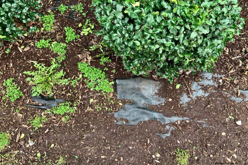 Does Mulching Cause Thatch And Spread Weeds?