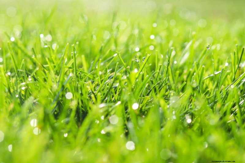 Can You Edge Wet Grass? Should You?