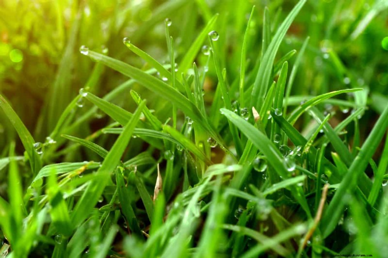 Can You Edge Wet Grass? Should You?
