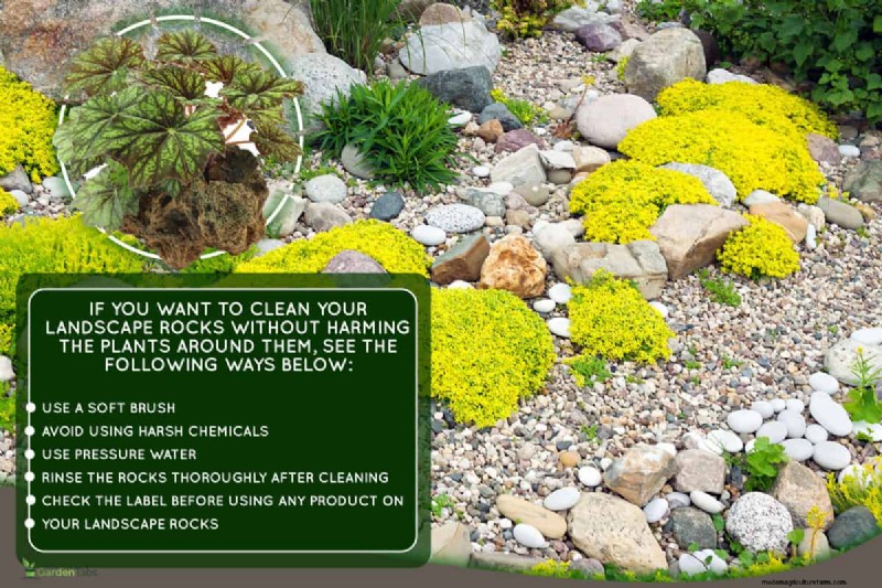 How To Clean Landscape Rocks Without Killing Plants?