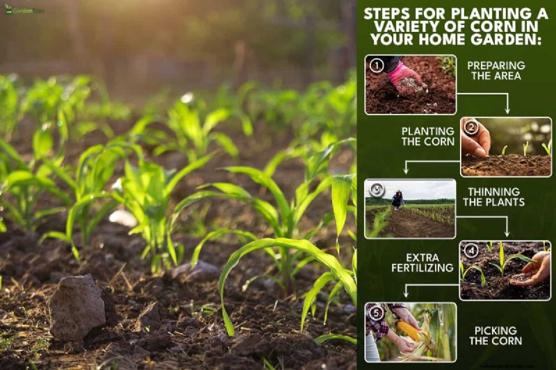 Planting Corn In Your Home Garden: How Far Apart, How Deep, How Many Seeds Per Hole, & More!