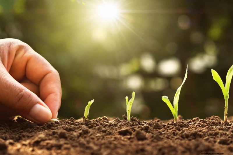 Planting Corn In Your Home Garden: How Far Apart, How Deep, How Many Seeds Per Hole, & More!