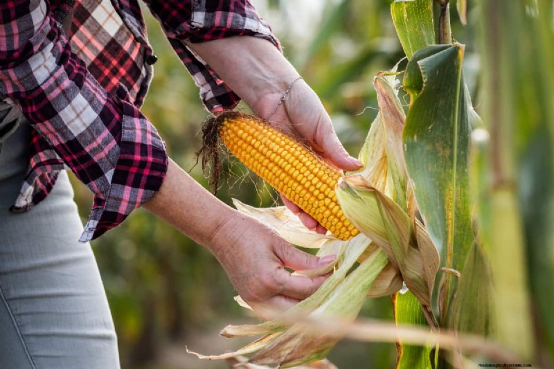 Planting Corn In Your Home Garden: How Far Apart, How Deep, How Many Seeds Per Hole, & More!