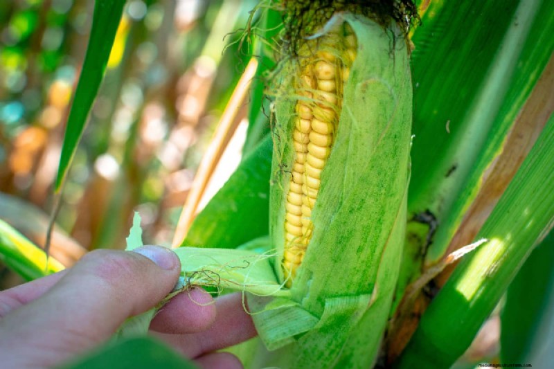 Planting Corn In Your Home Garden: How Far Apart, How Deep, How Many Seeds Per Hole, & More!