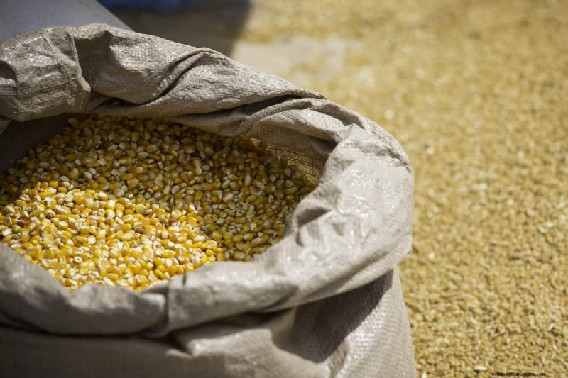 Planting Corn In Your Home Garden: How Far Apart, How Deep, How Many Seeds Per Hole, & More!