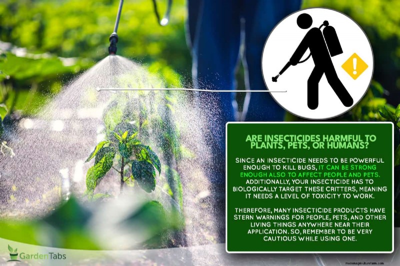 Are Insecticides Harmful To Plants, Pets, Or Humans?