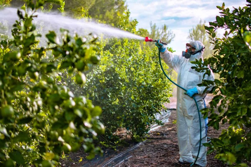 Are Insecticides Harmful To Plants, Pets, Or Humans?