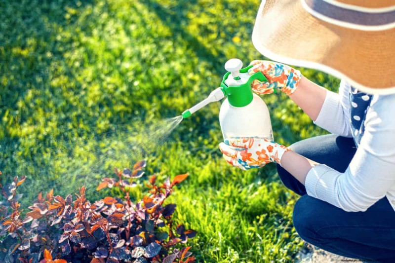 Are Insecticides Harmful To Plants, Pets, Or Humans?
