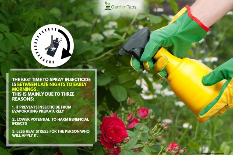 When Is The Best Time To Spray Insecticide?