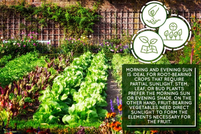 Is Morning Or Afternoon Sun Better For Vegetable Garden?