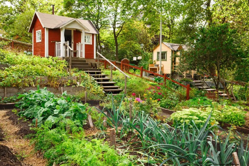 Is Morning Or Afternoon Sun Better For Vegetable Garden?