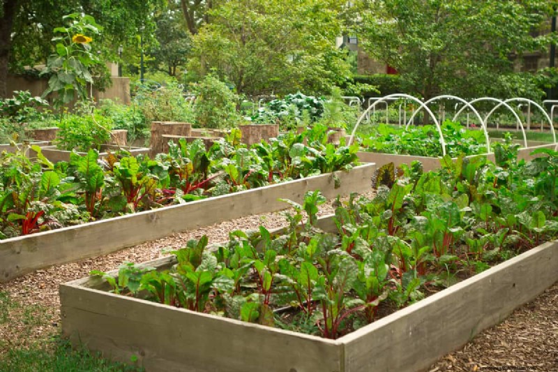 Is Morning Or Afternoon Sun Better For Vegetable Garden?