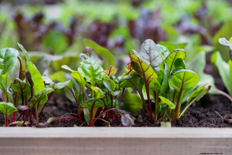 Is Morning Or Afternoon Sun Better For Vegetable Garden?