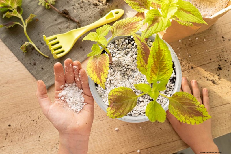 Perlite Rising To Top Of Soil – Why And What To Do?