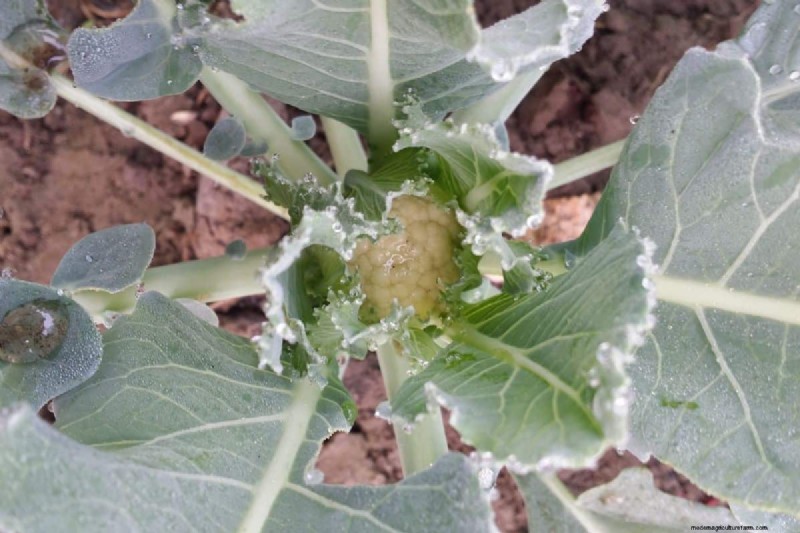 What Vegetables Need Row Covers?