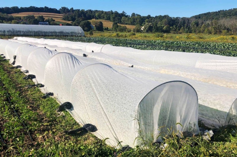 What Vegetables Need Row Covers?