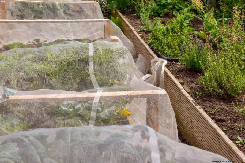 What Vegetables Need Row Covers?